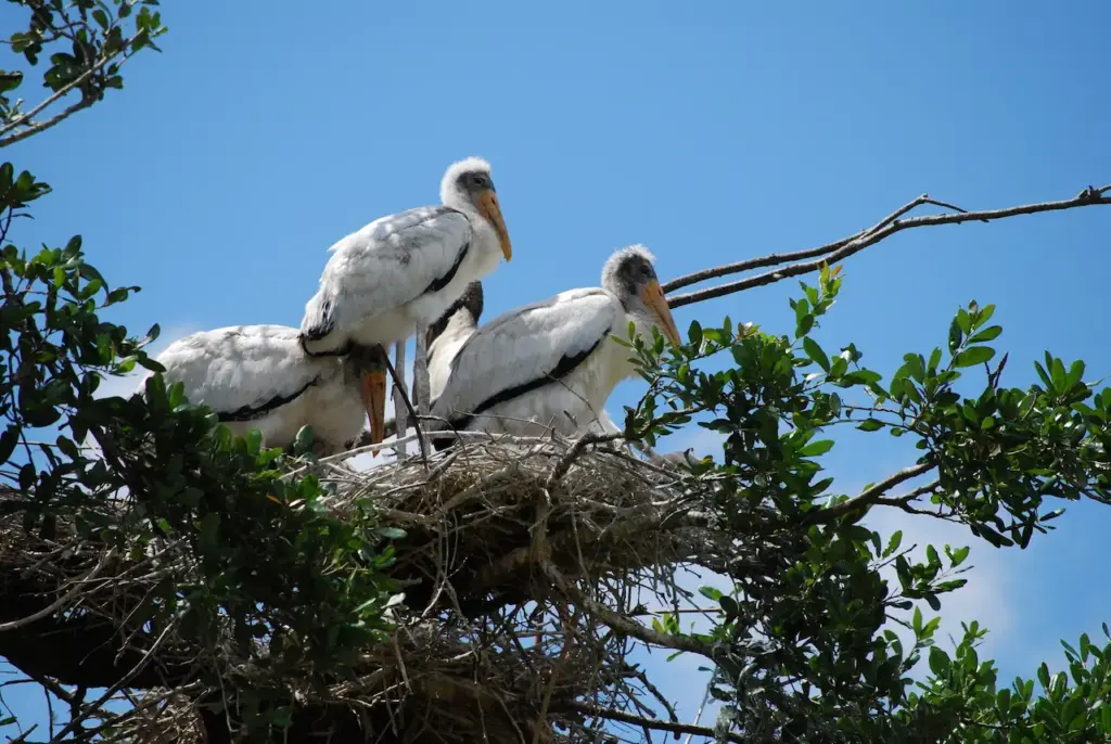 A Nest Of Endangered Young Wood Storks 
