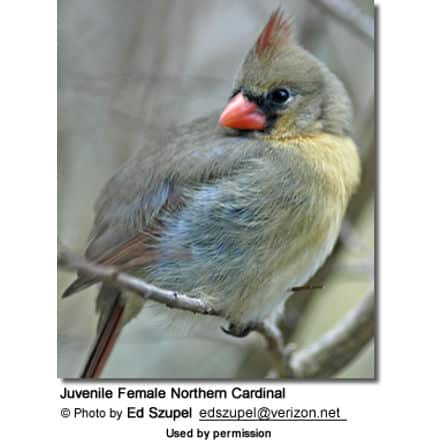 Juvenile Female Northern Cardinal