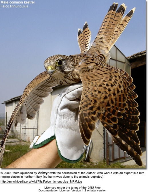 Young commoon kestrel 