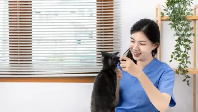 Your Pet's Wellbeing