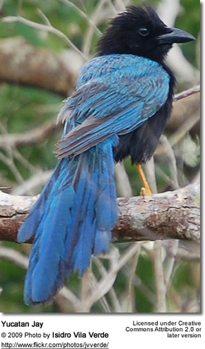 Yucatan Jay