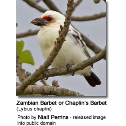 Zambian Barbet or Chaplin’s Barbet (Lybius chaplini)