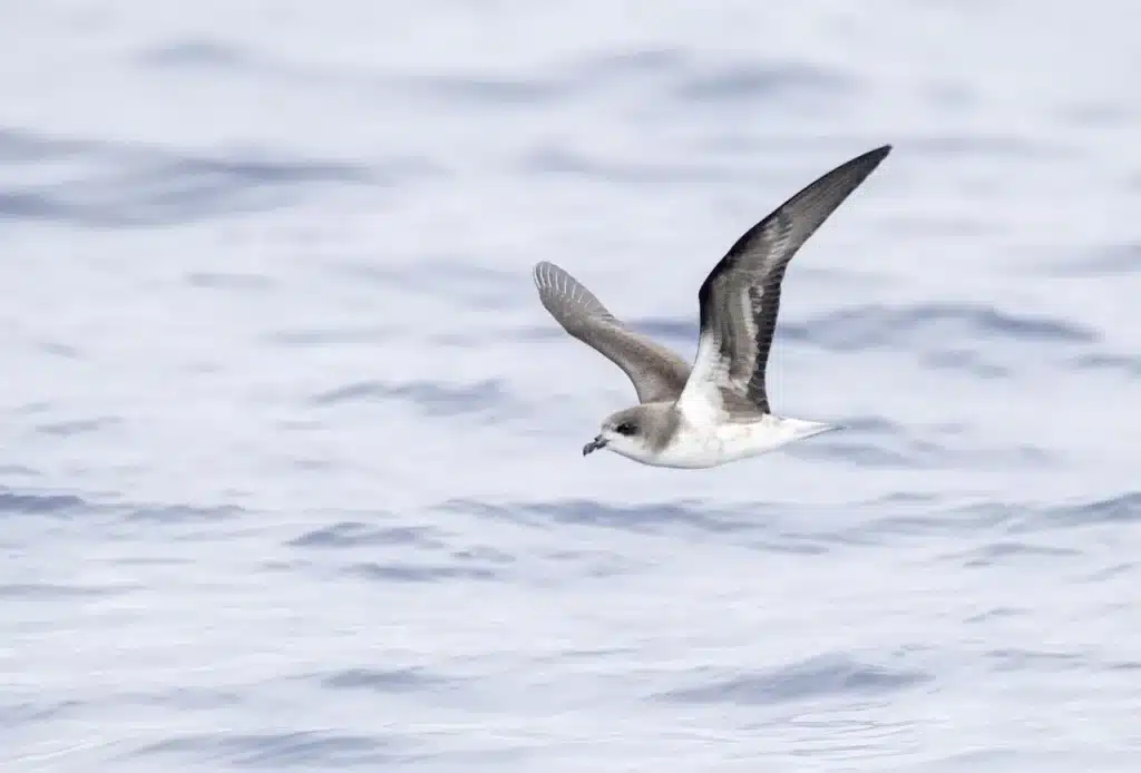 Zino's Petrels is on Flight Looking For Food