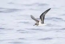 Zino's Petrels is on Flight Looking For Food