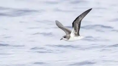 Zino's Petrels is on Flight Looking For Food