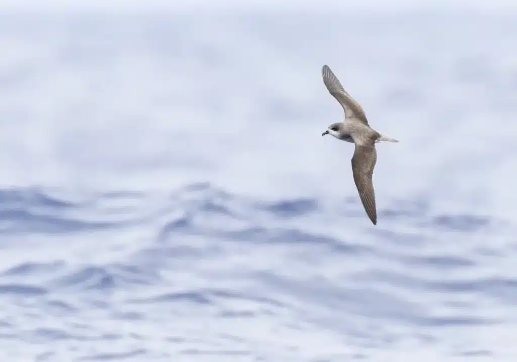 Zino's Petrels Flying Above the Water 