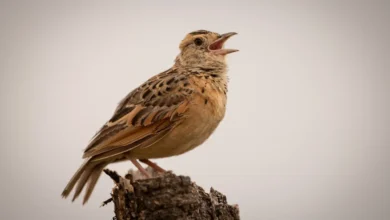 Zitting Cisticolas
