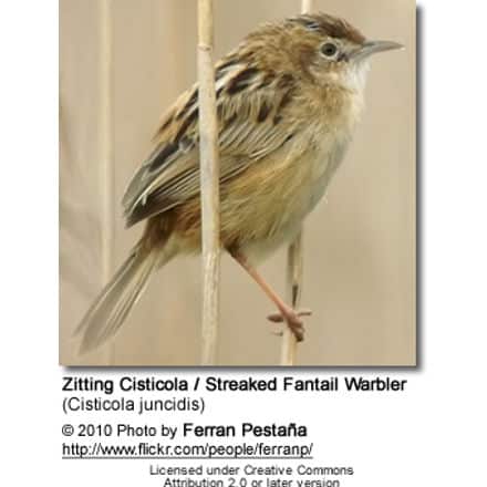Zitting Cisticola / Streaked Fantail Warbler (Cisticola juncidis)