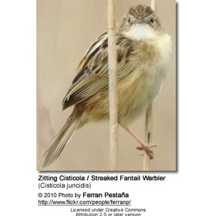 Zitting Cisticola / Streaked Fantail Warbler (Cisticola juncidis)