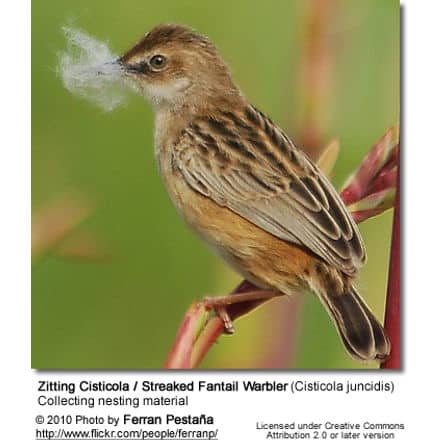 Zitting Cisticola / Streaked Fantail Warbler (Cisticola juncidis) - collecting nesting material