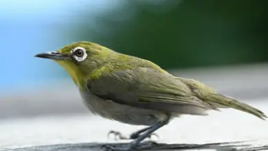 Zosterops Species Africa