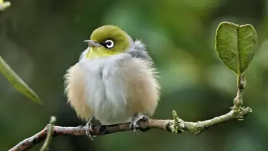 The Zosterops Species White-eyes perch on tree