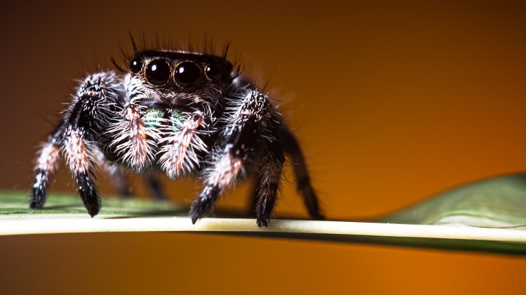 arachnid jumping spider