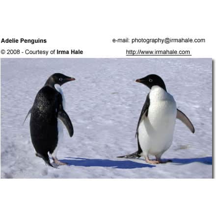 AdÃ©lie Penguin, Pygoscelis adeliae