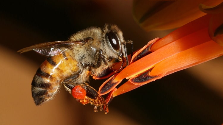 africanized bee on flower