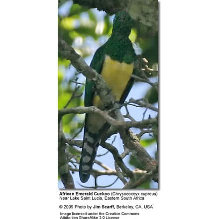 African Emerald Cuckoos