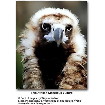 African Vulture