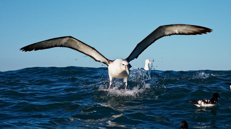 albatross wingspan header