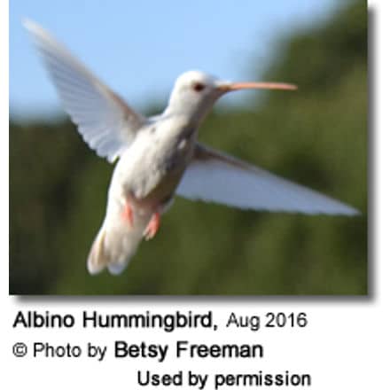 Albino Hummingbird photographed in Texas, USA