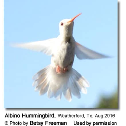 Albino Hummingbird photographed in Texas, USA