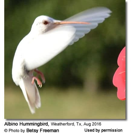 Albino Hummingbird photographed in Texas, USA