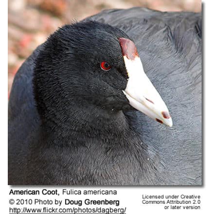 American Coot Hen with Chick