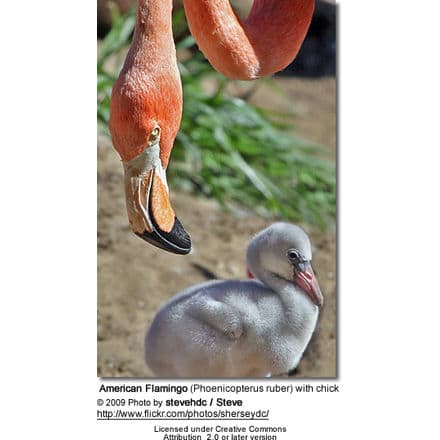 American Flamingo with chick