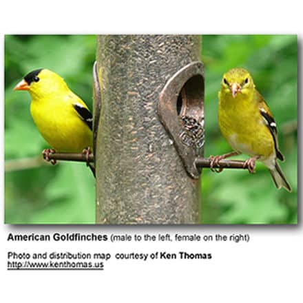 Gold Finch Pair