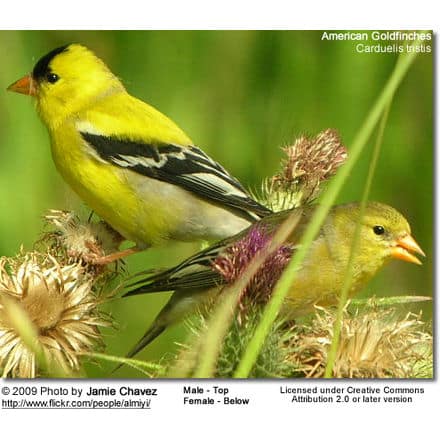 lesser goldfinch vs american goldfinch
