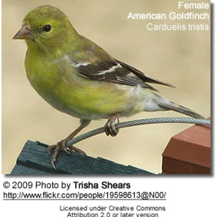 Female American Gold Finch