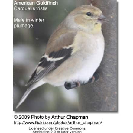 Winter plumage of American Goldfinch