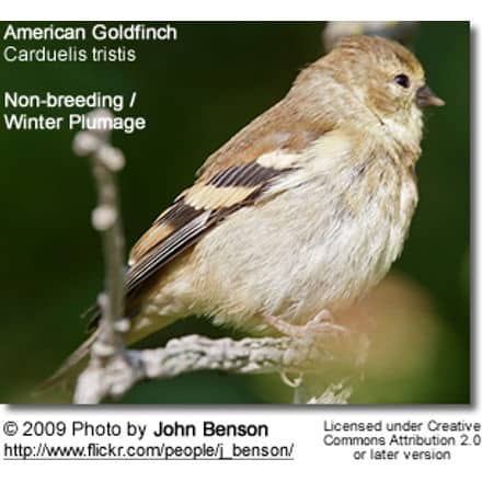 American Gold Finch Winter Plumage
