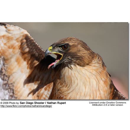 Birds of prey facts and conservation status