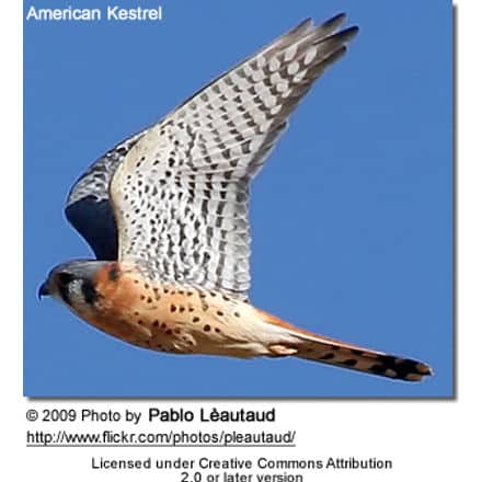 American Kestrel in flight