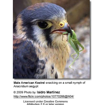 American Kestrel male with snack