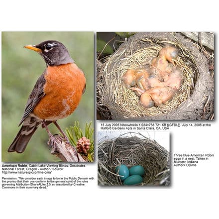 American Robins - Adults, Chicks and Eggs