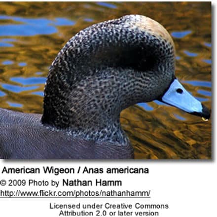 American Wigeon Head Detail from side