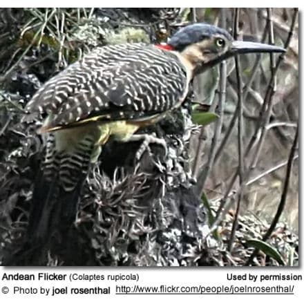 Andean Flickers