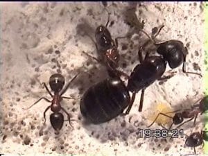 Queen Ant And Workers