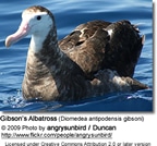 Antipoden Island Albatross