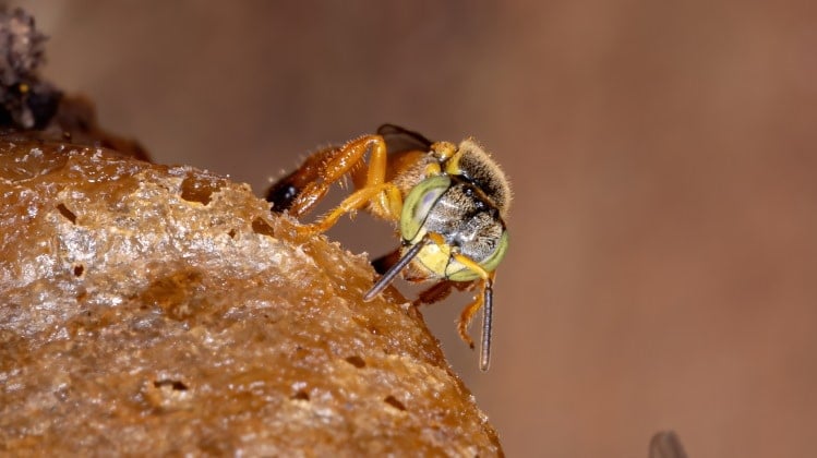 Apidae Tetragonisca angustula stingless bee