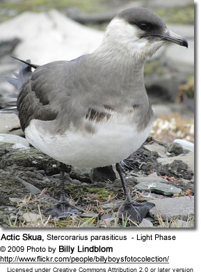 Actic Skua, Stercorarius parasiticus, Light Phase