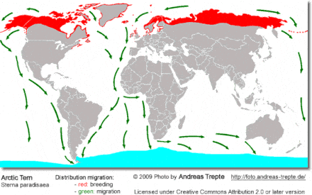 Arctic Tern Distribution Map