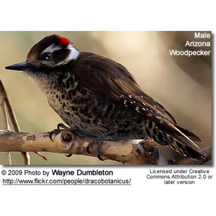 Male Arizona Woodpecker
