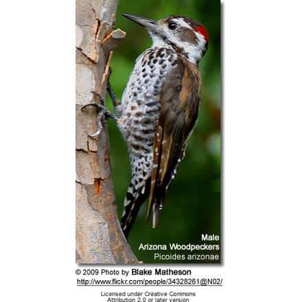 Male Arizona Woodpecker