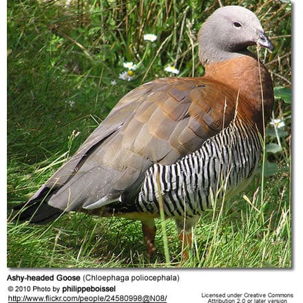 Ashy-headed Goose (Chloephaga poliocephala)