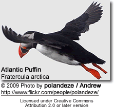 Atlantic Puffin in flight