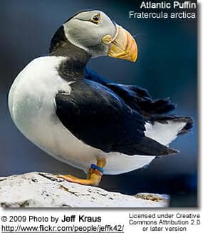 Atlantic Puffin (Fratercula arctica)