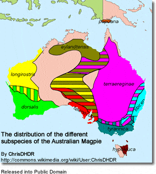 The distribution of the different subspecies of the Australian Magpie