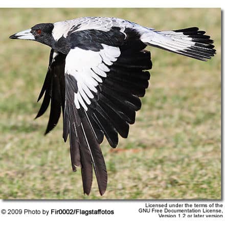 Australian Magpie in flight